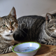Illustration for article titled Cat Lover Leaves $800,000 to Local Shelter